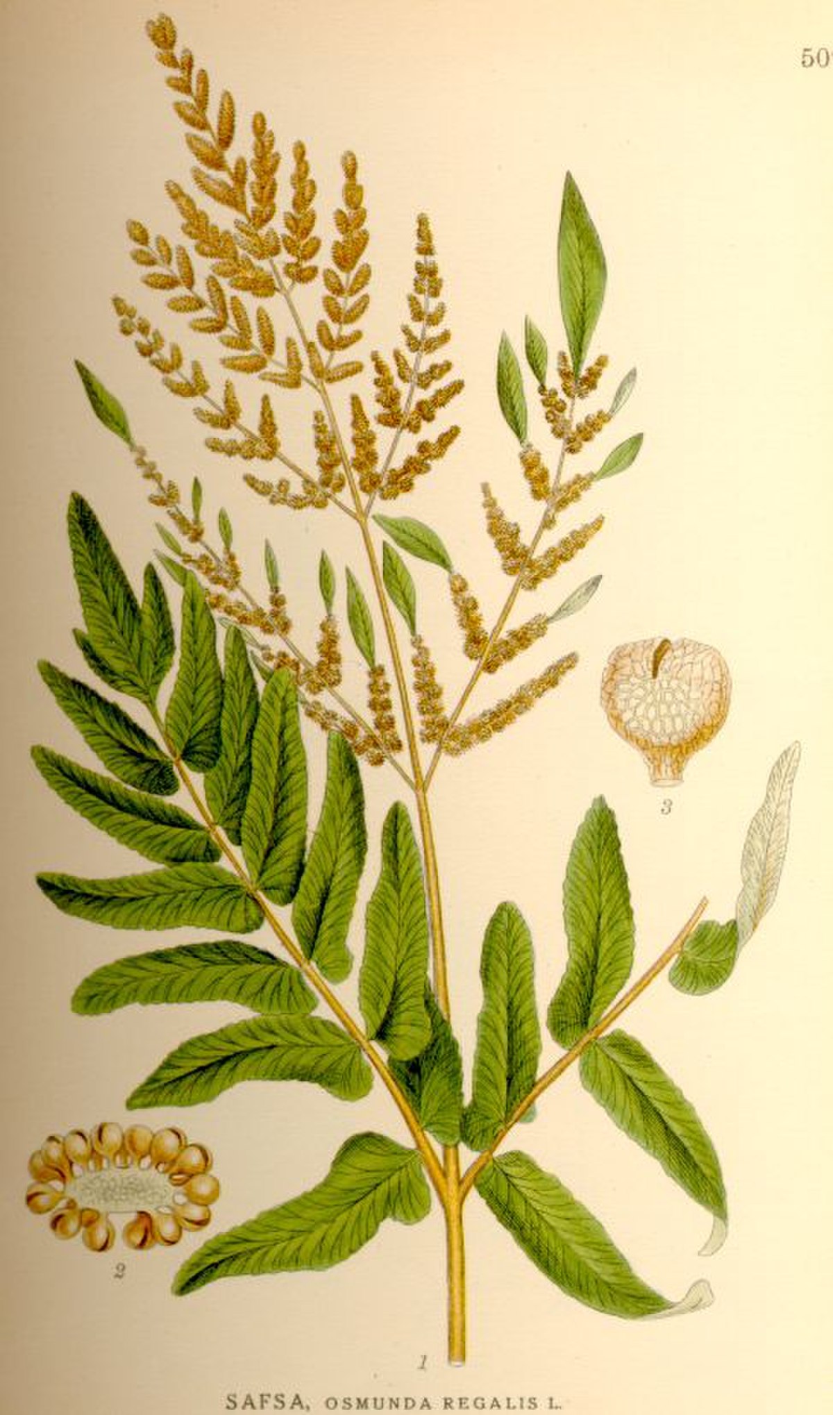 Osmonde royale