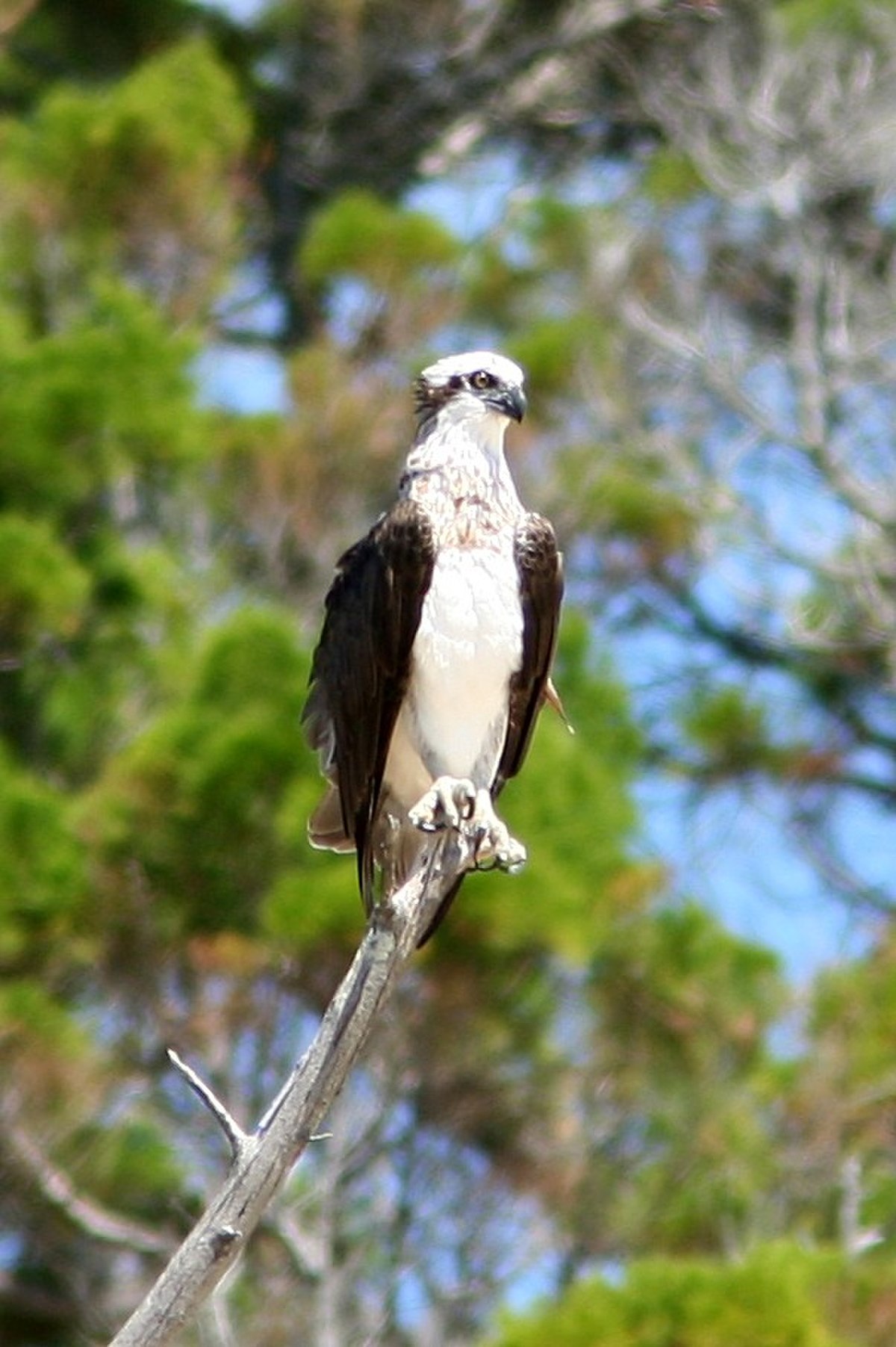 Balbuzard pêcheur