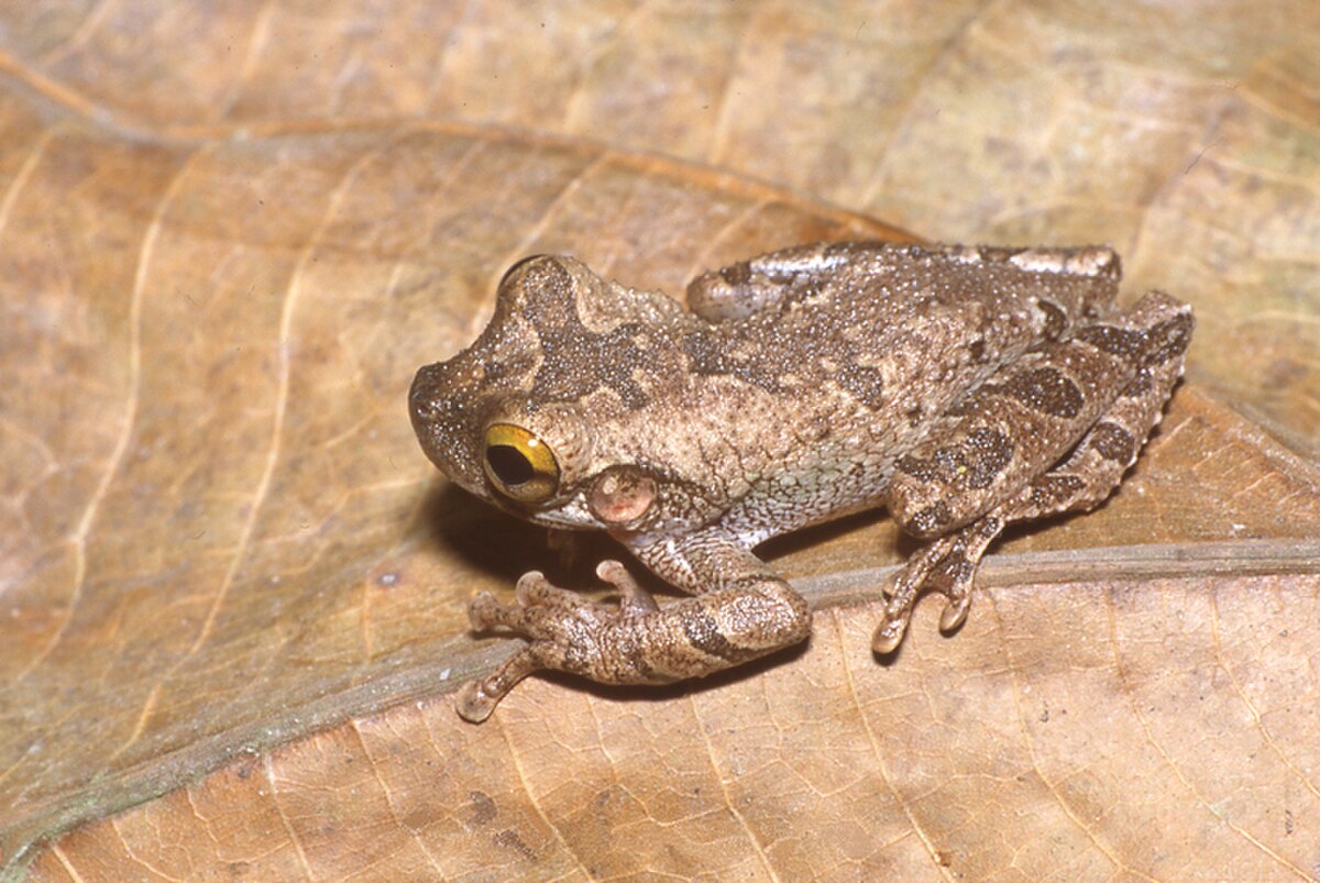 Osteocephalus buckleyi