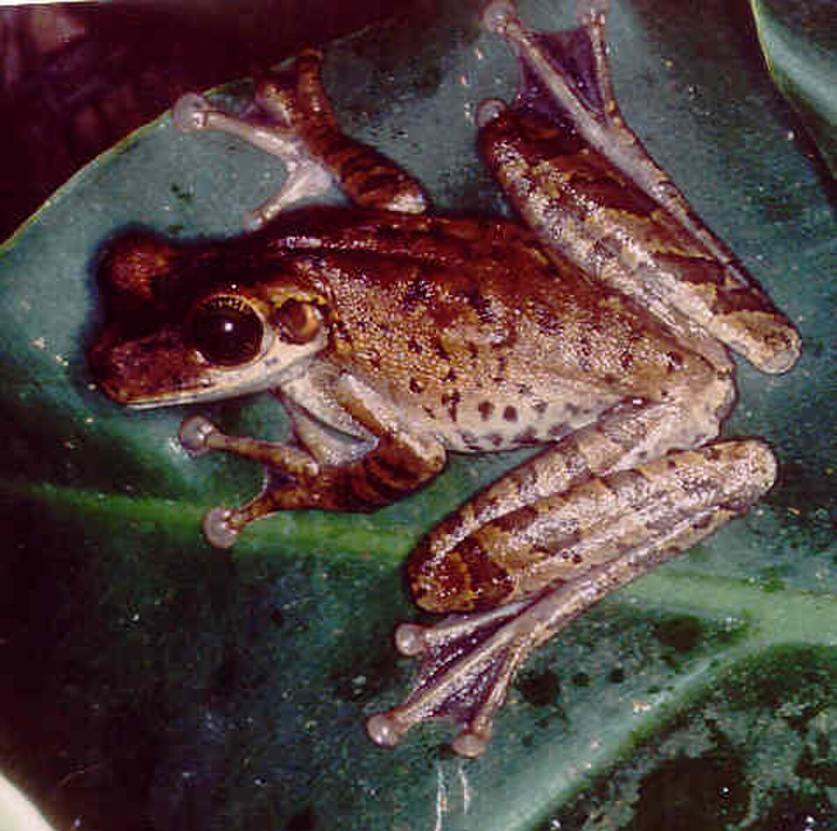 Osteocephalus