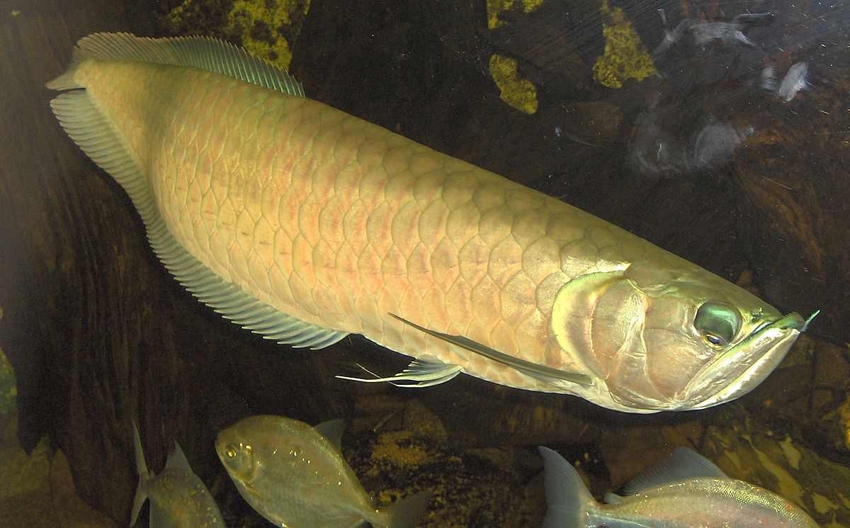 Osteoglossidae