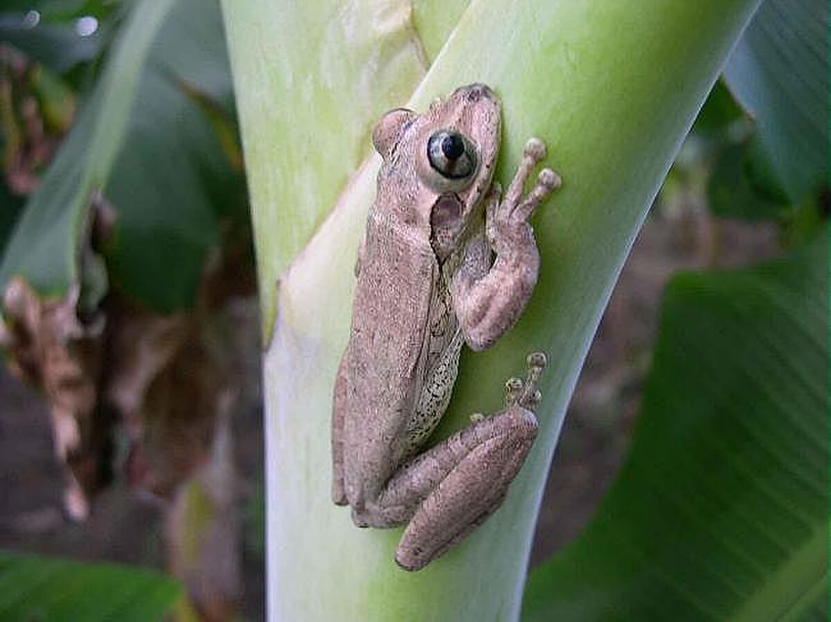 Osteopilus dominicensis