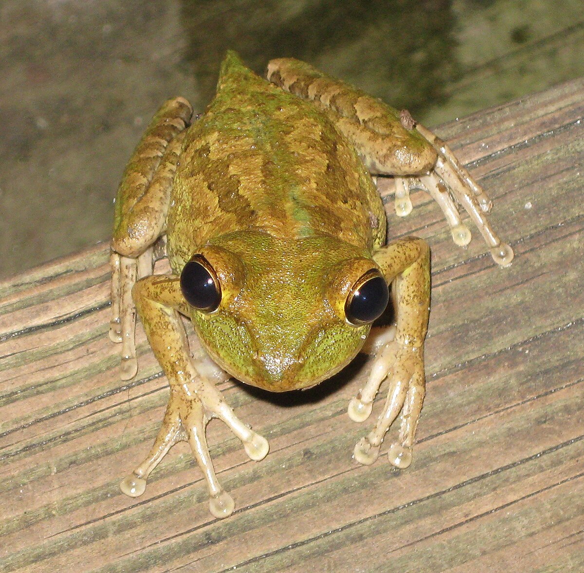 Osteopilus septentrionalis 6.jpg