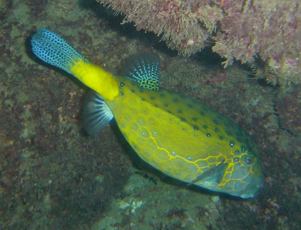 Ostracion cubicus