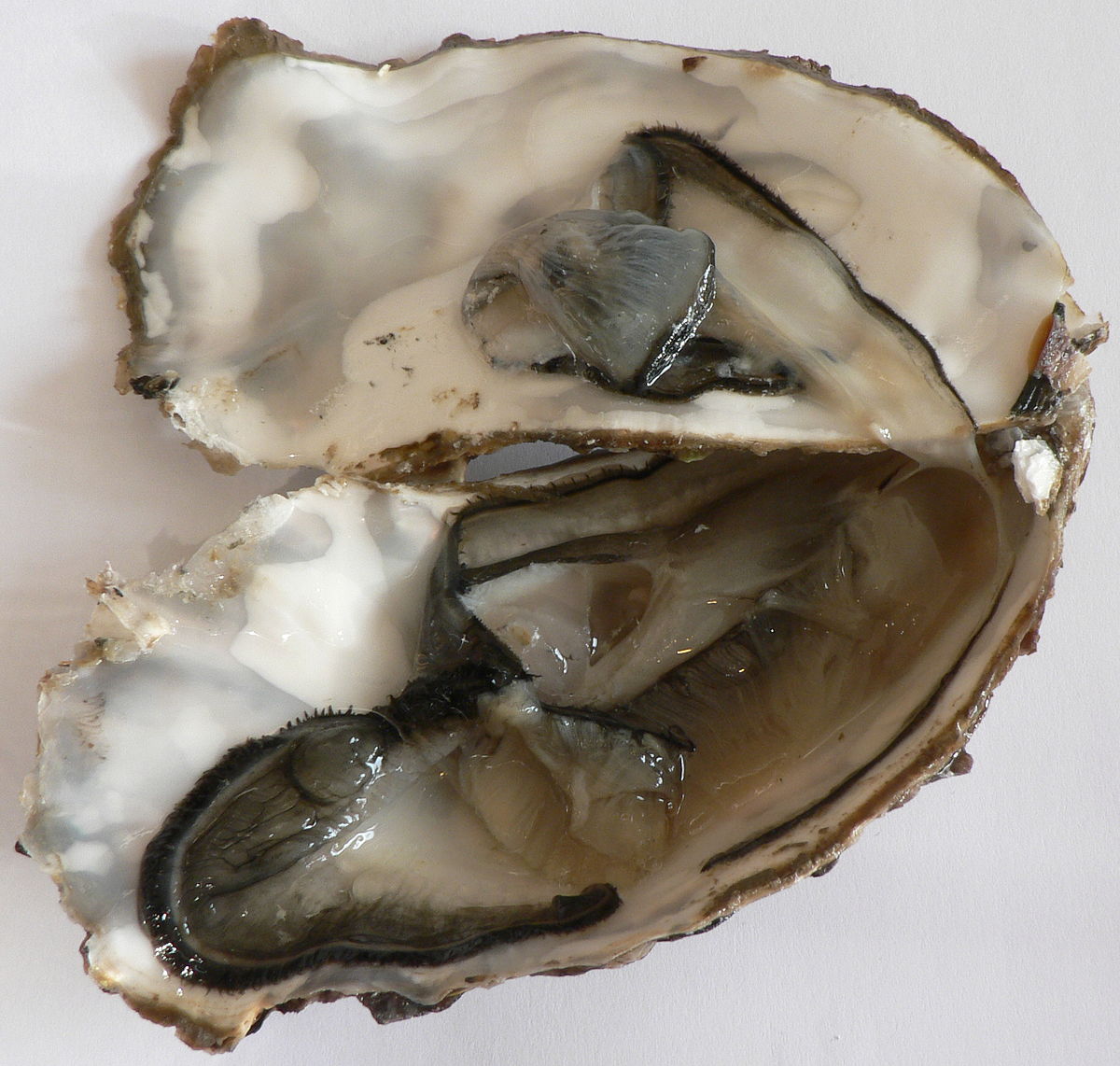 Ostrea