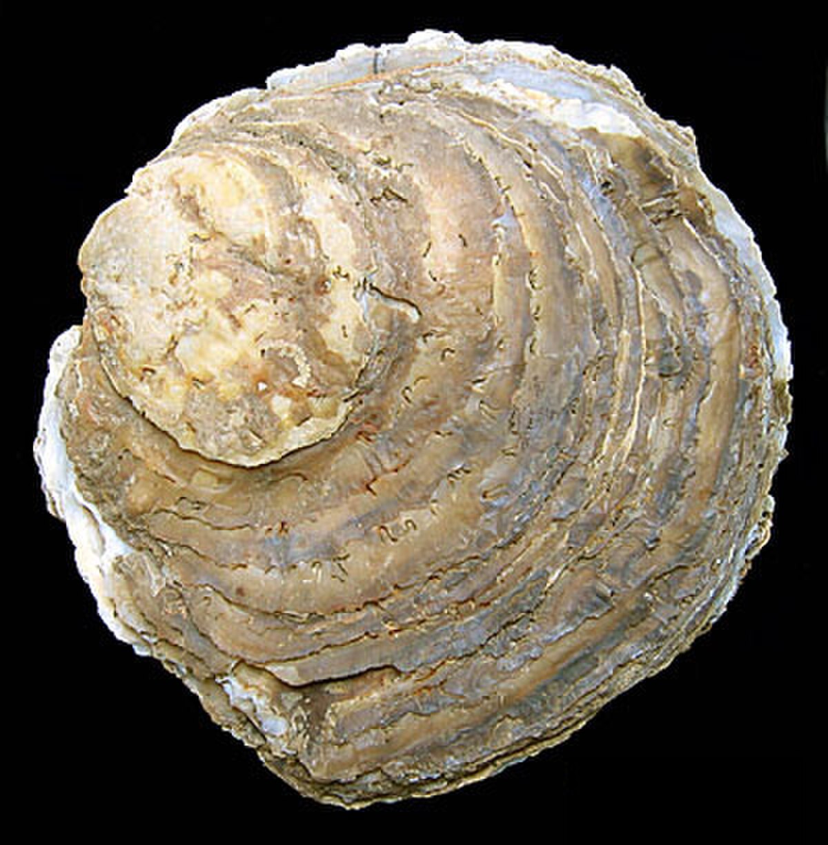 Ostrea edulis