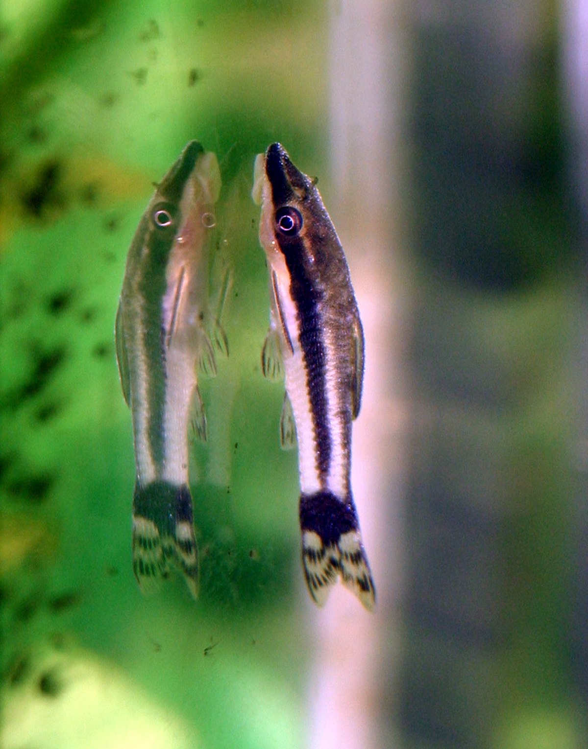 Macrotocinclus affinis