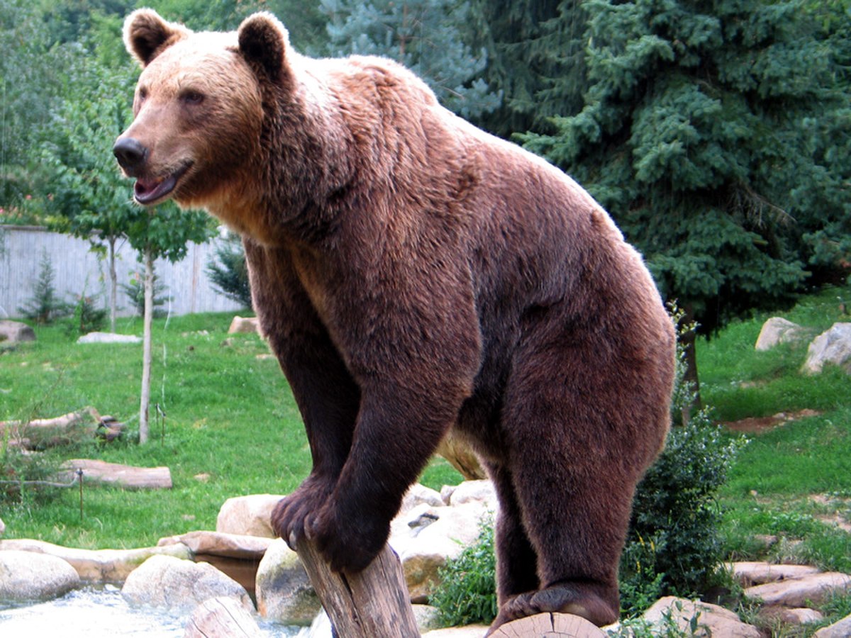 Ours dans les Pyrénées