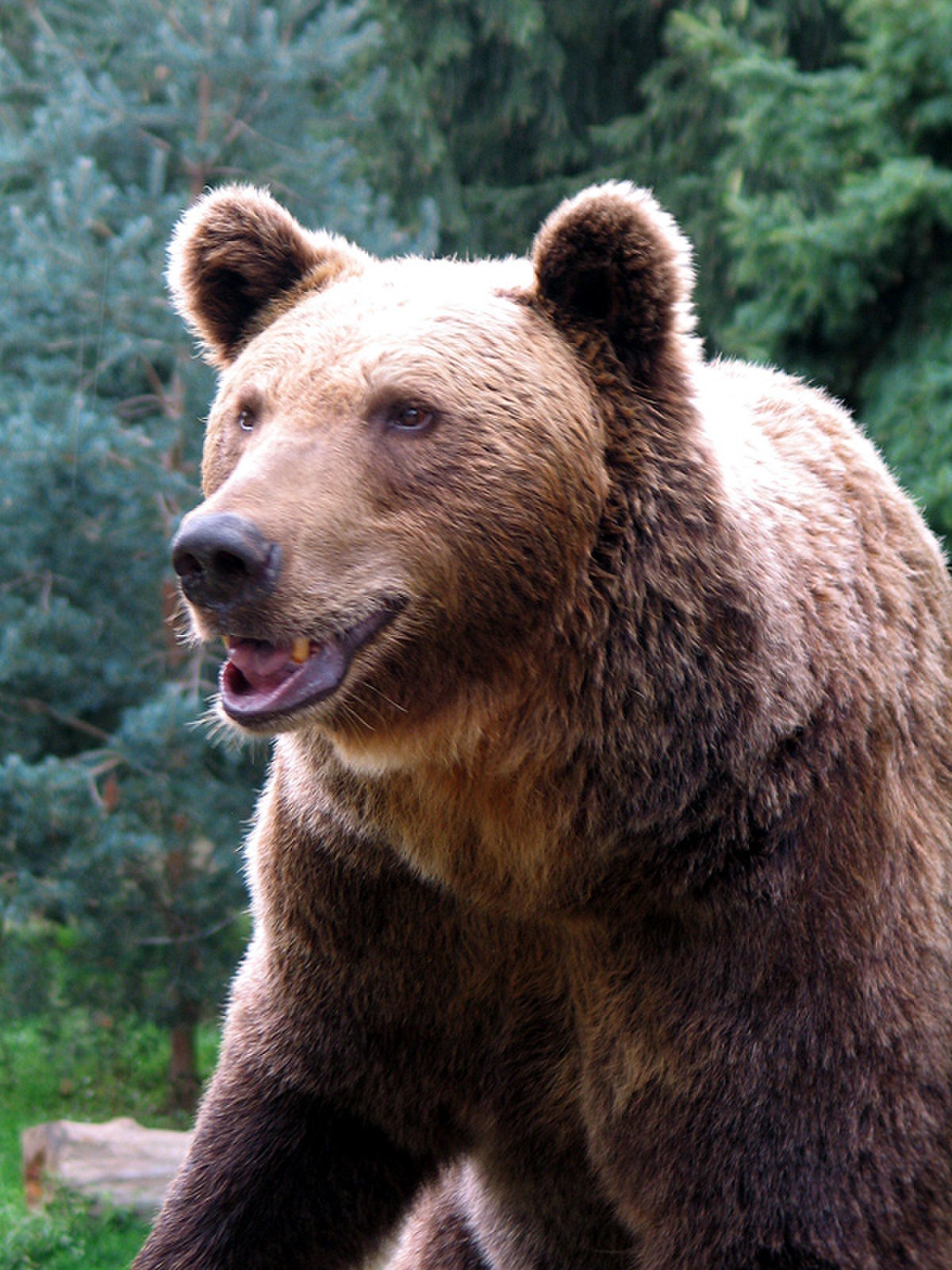 Ours brun, Parc animalier des Pyrénées, 2005