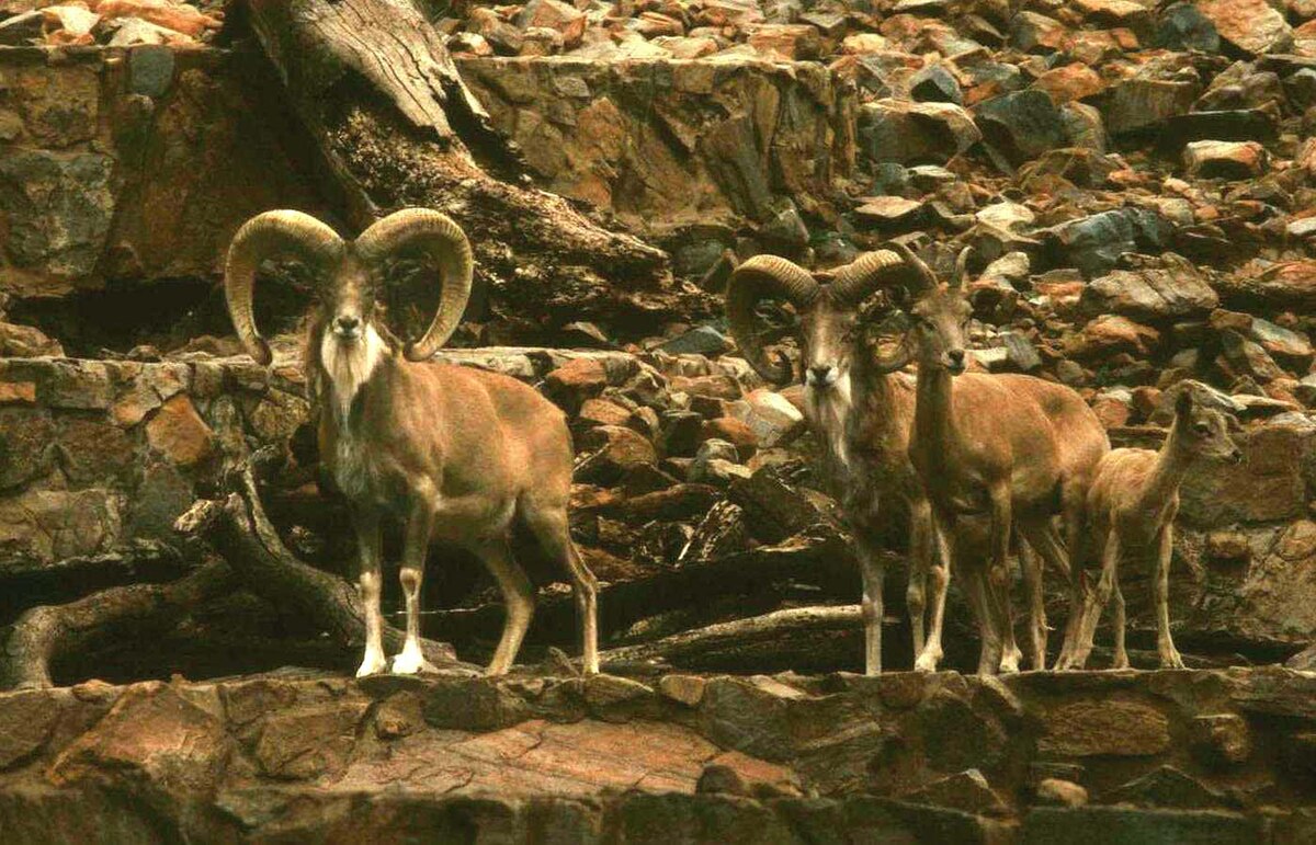 Urial
