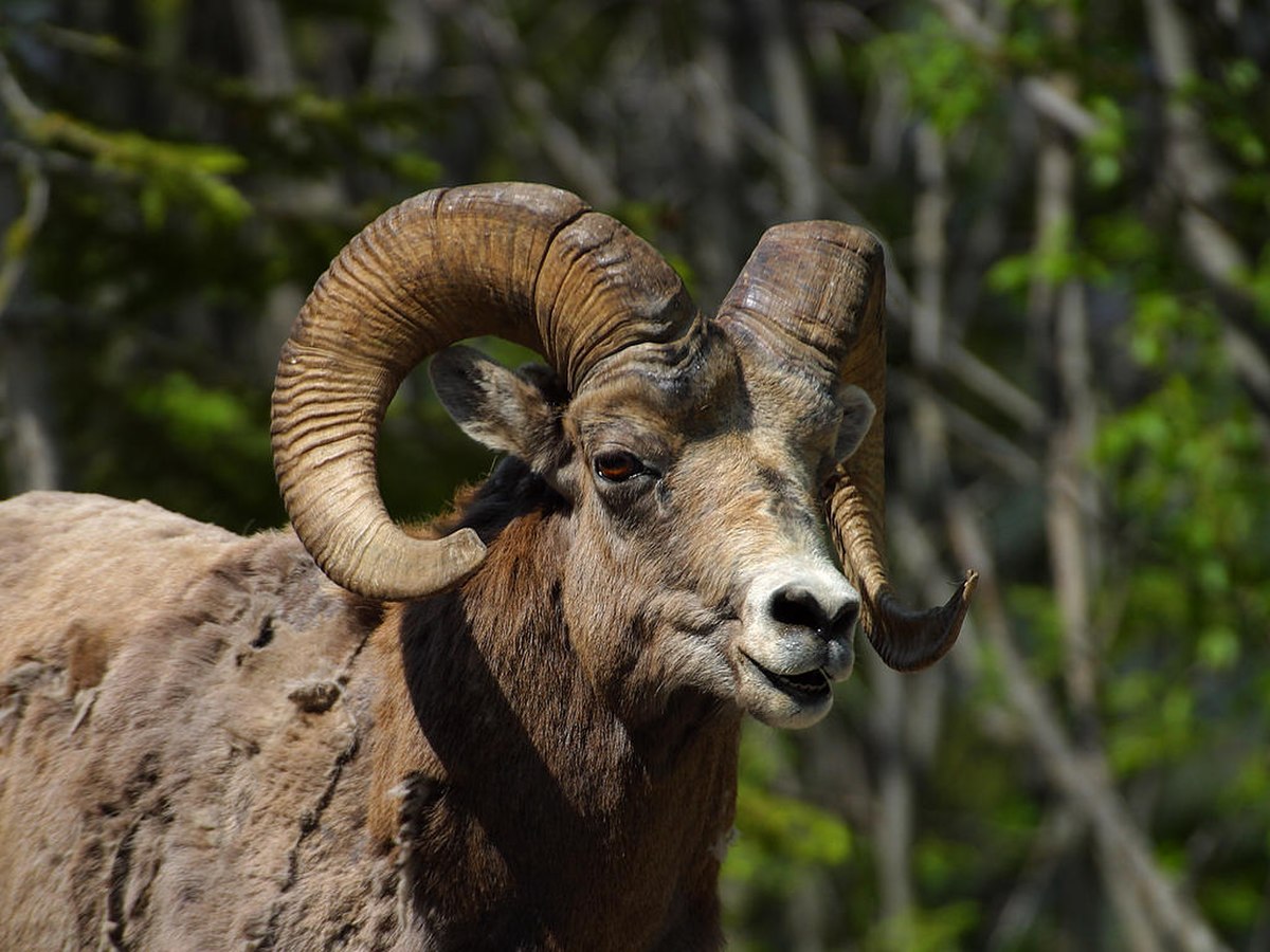Mouflon canadien