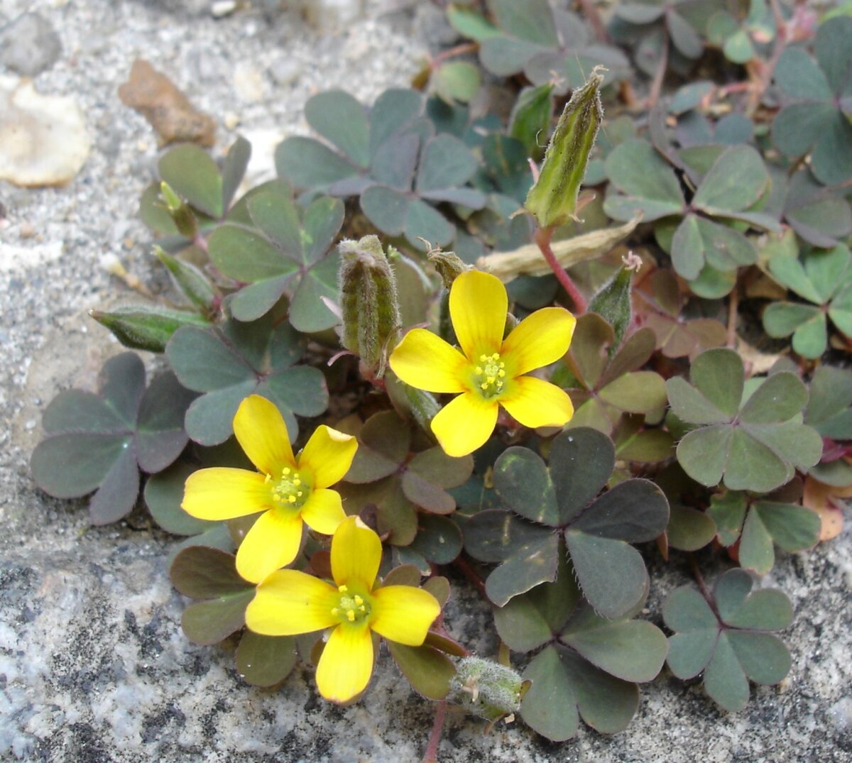 Oxalis corniculée