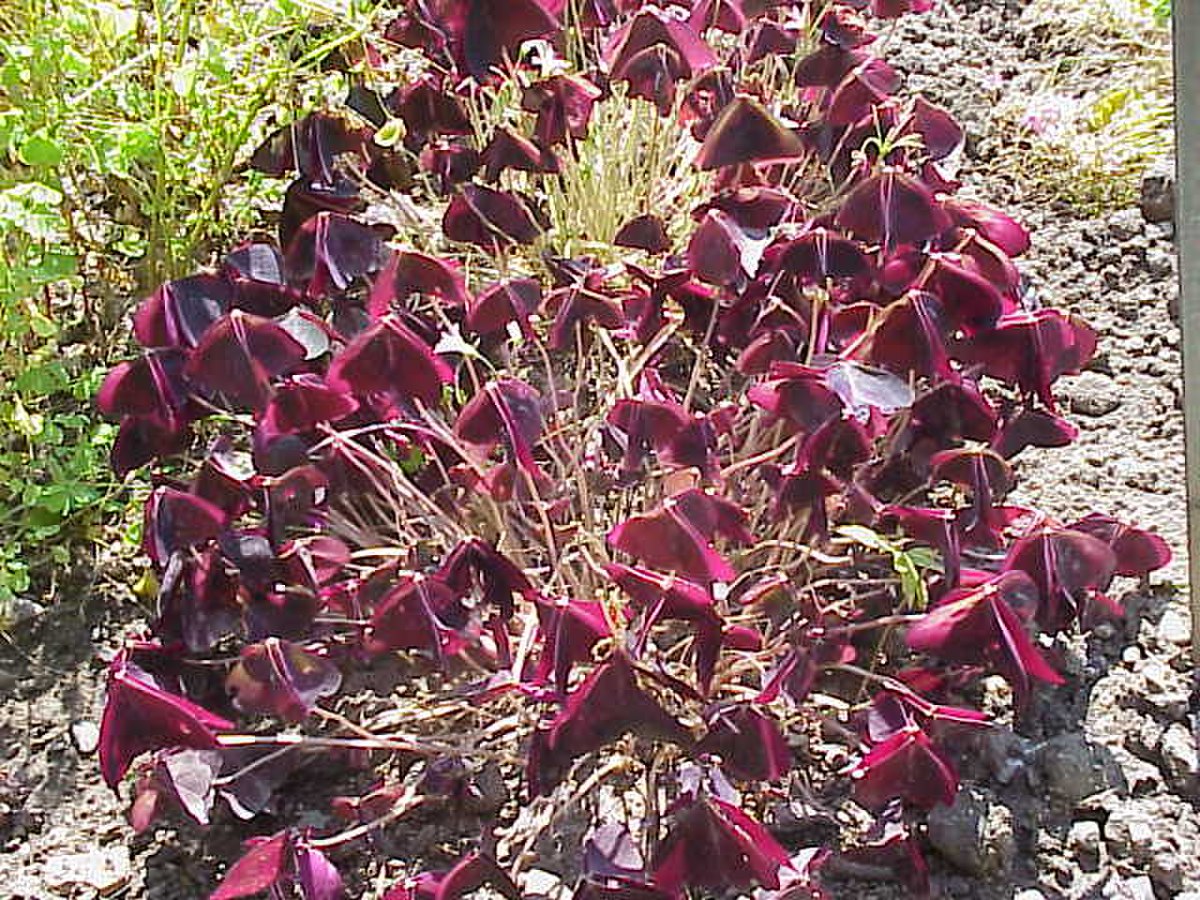 Oxalidaceae