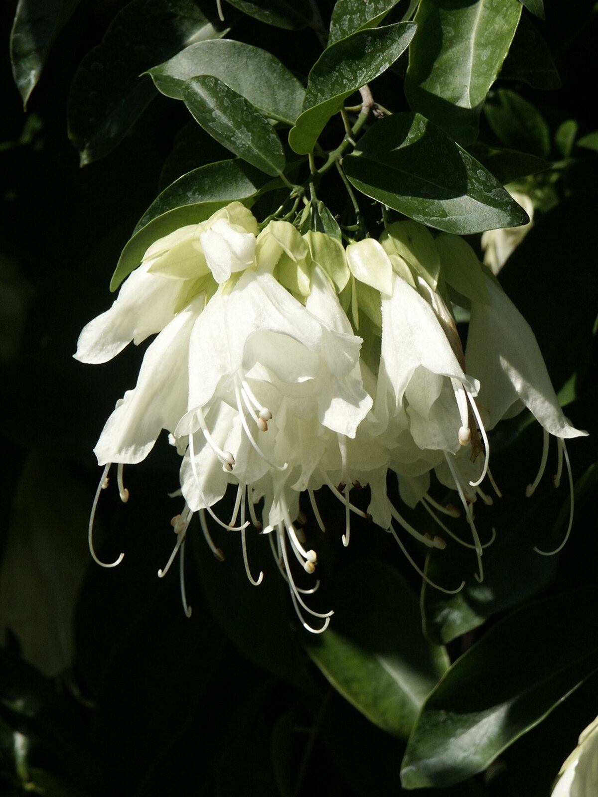 Oxera pulchella