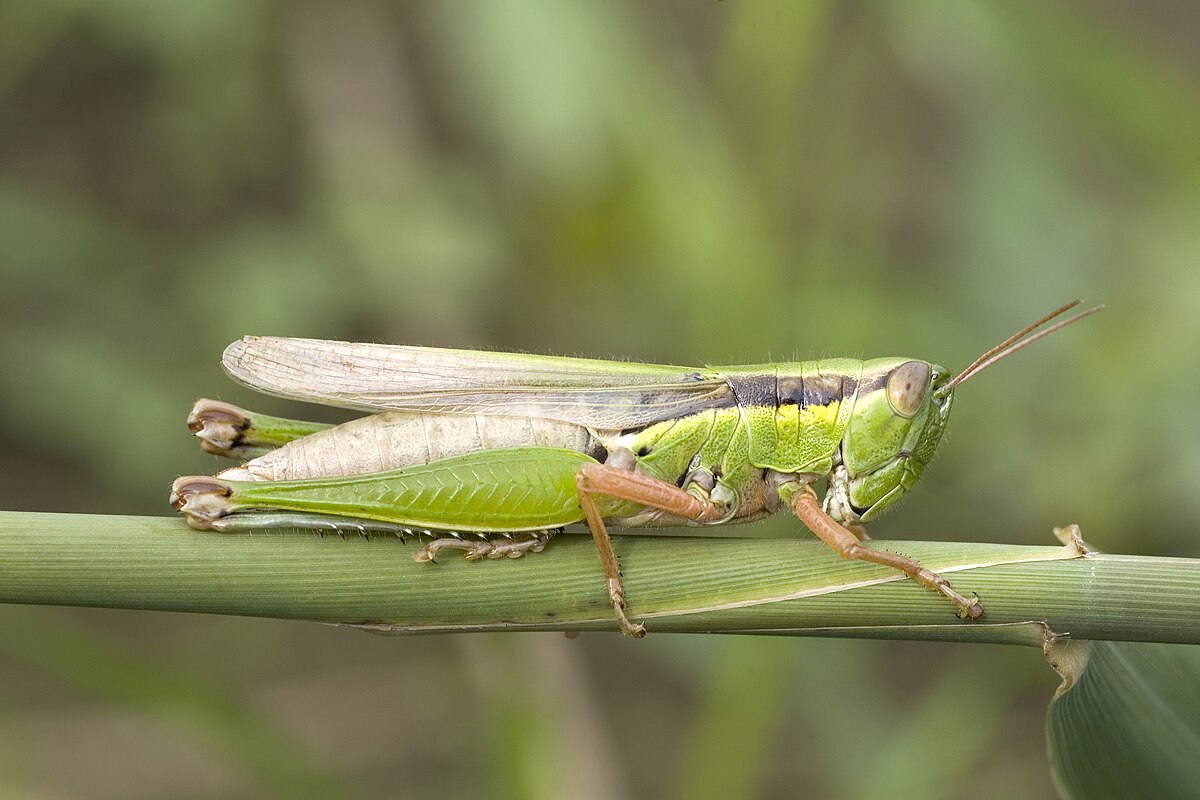 Oxyinae