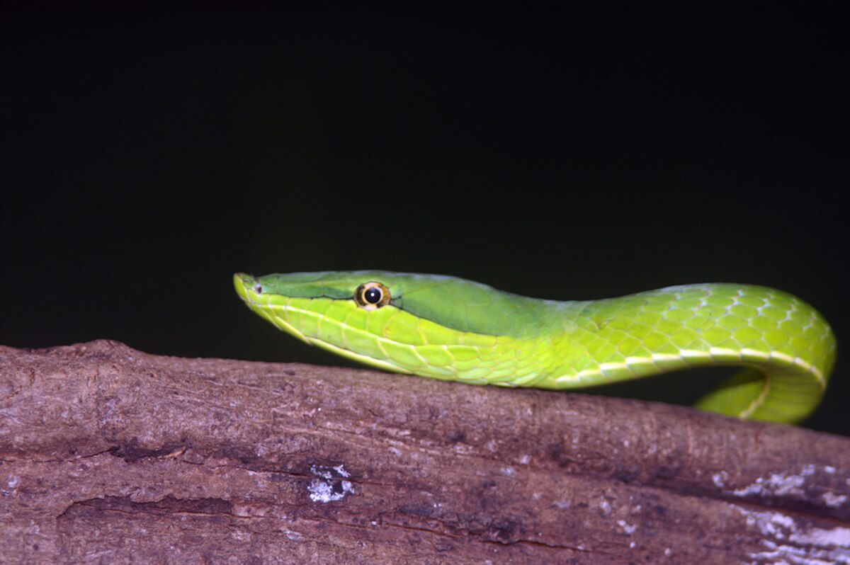 Oxybelis fulgidus