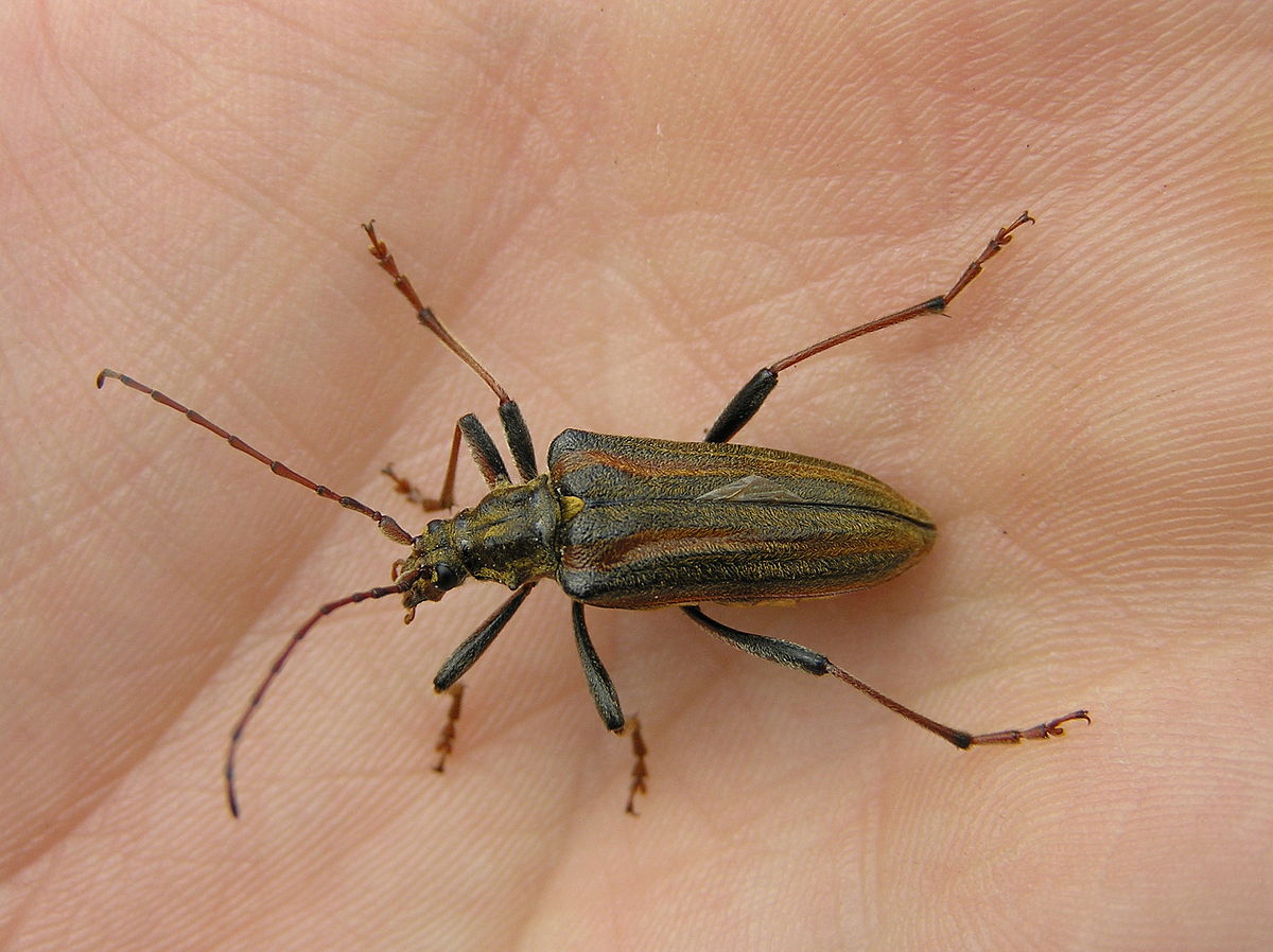 Lepturinae