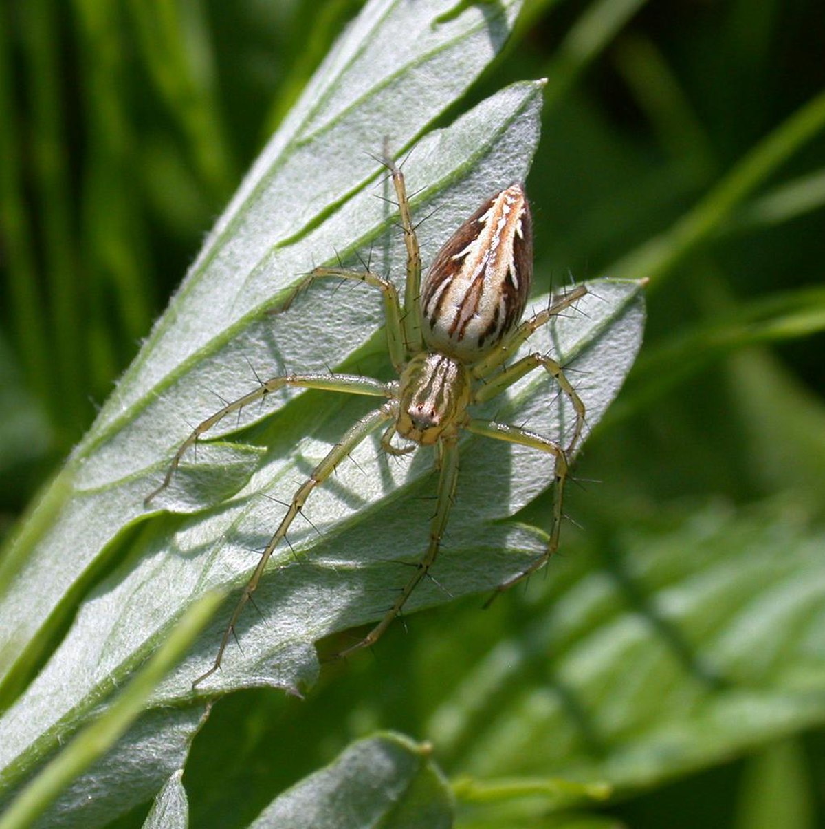 Oxyopidae