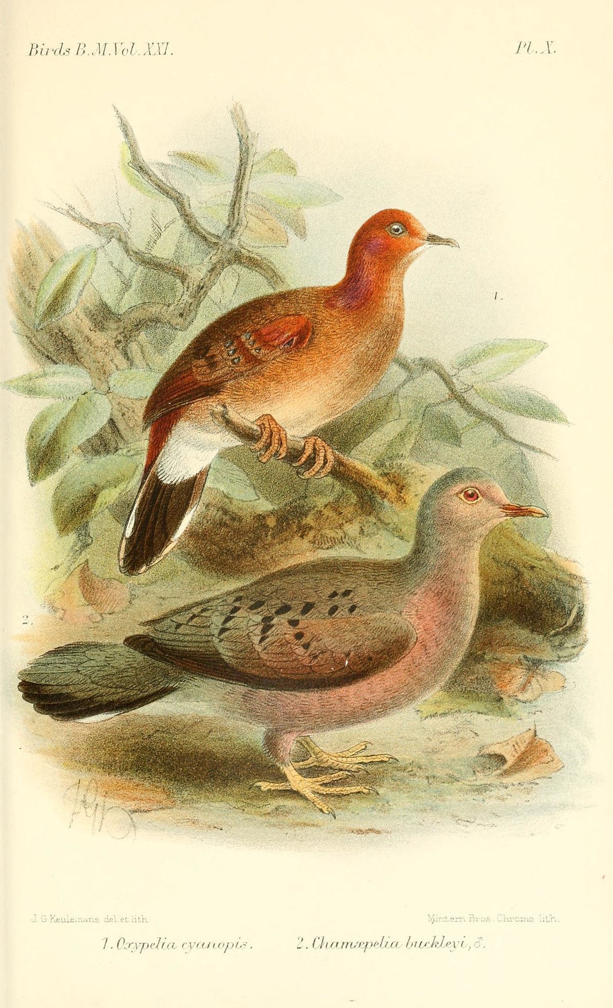 Colombe de Buckley