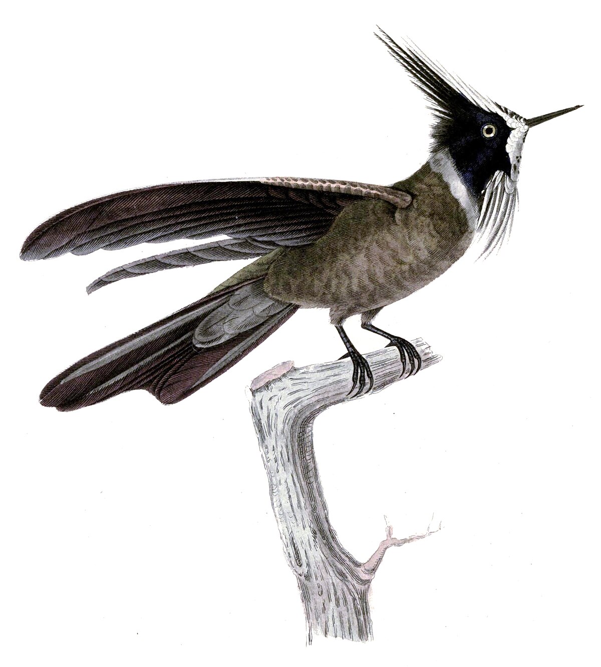 Colibri casqué