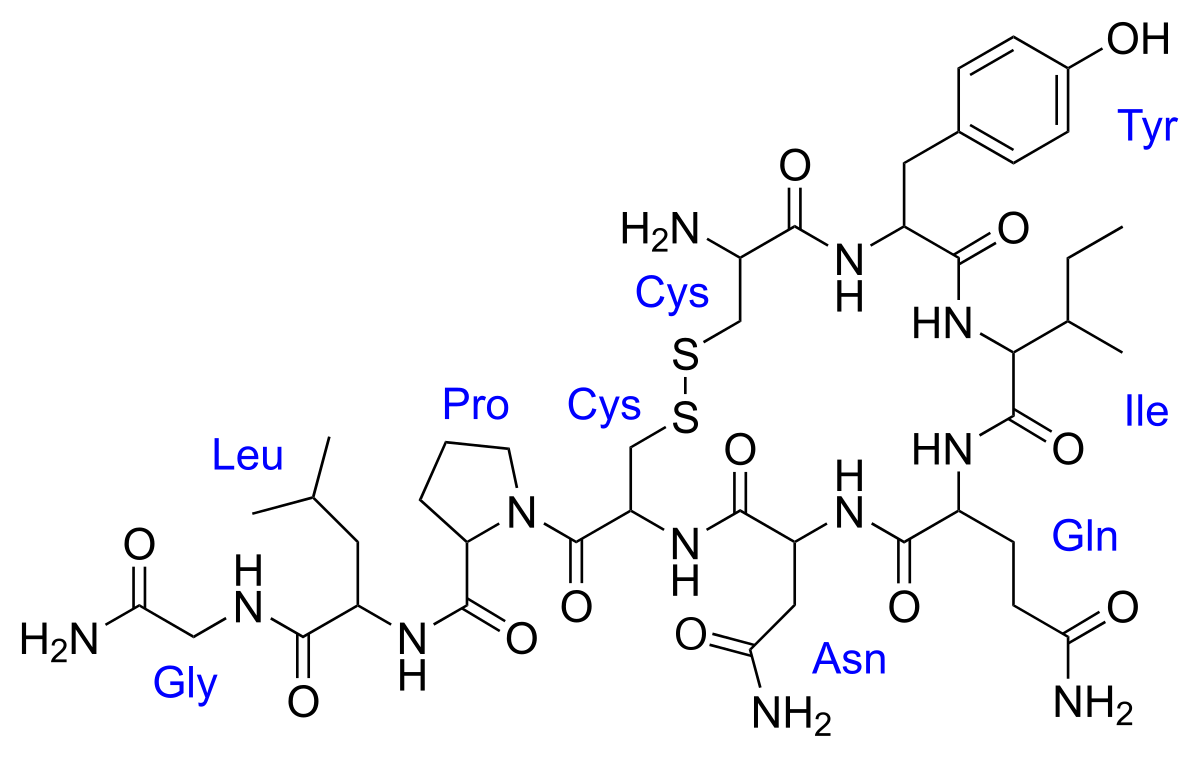 Ocytocine