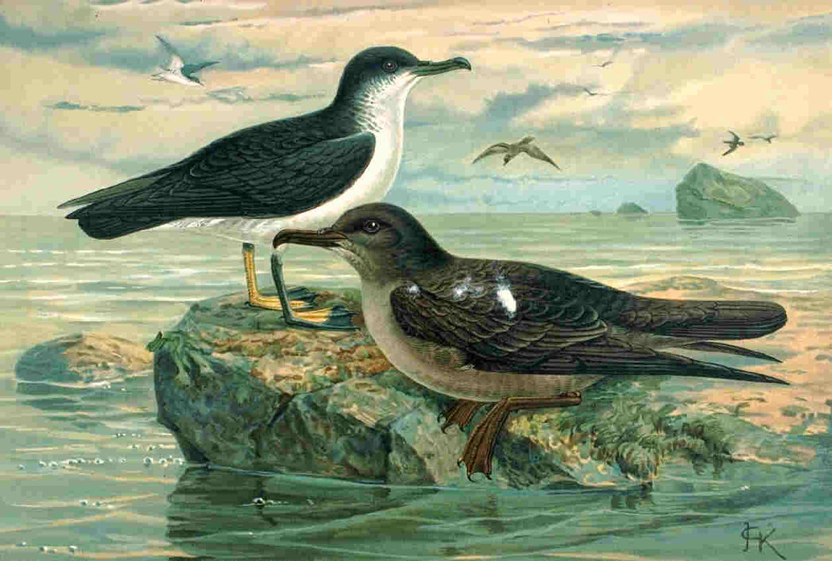 Deux espèces de puffins : Puffinus puffinus (à gauche),et Puffinus griseus (à droite)