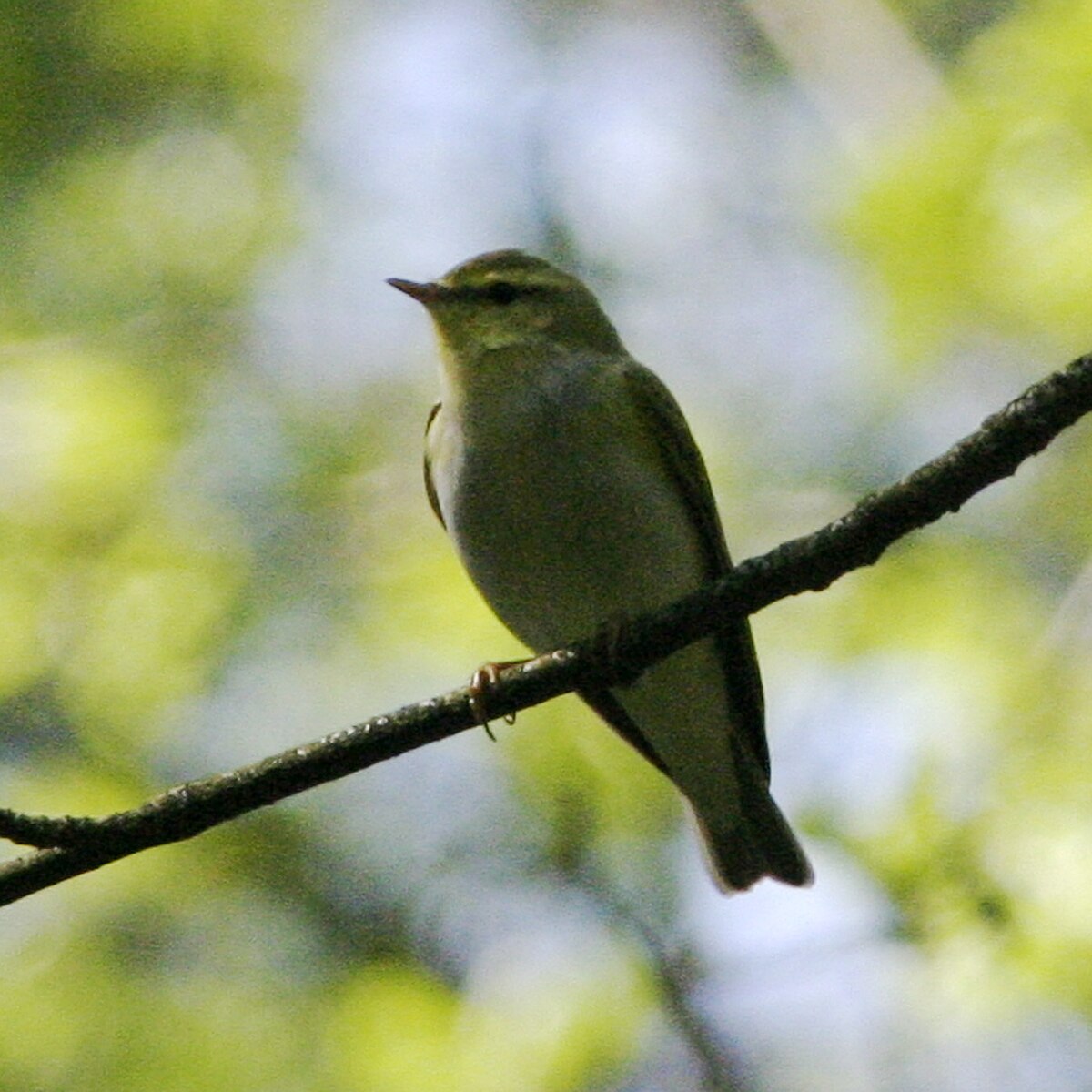 Pouillot siffleur
