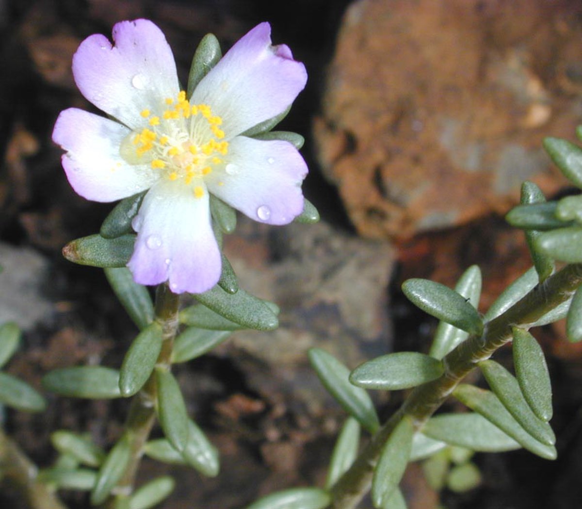 Portulaca