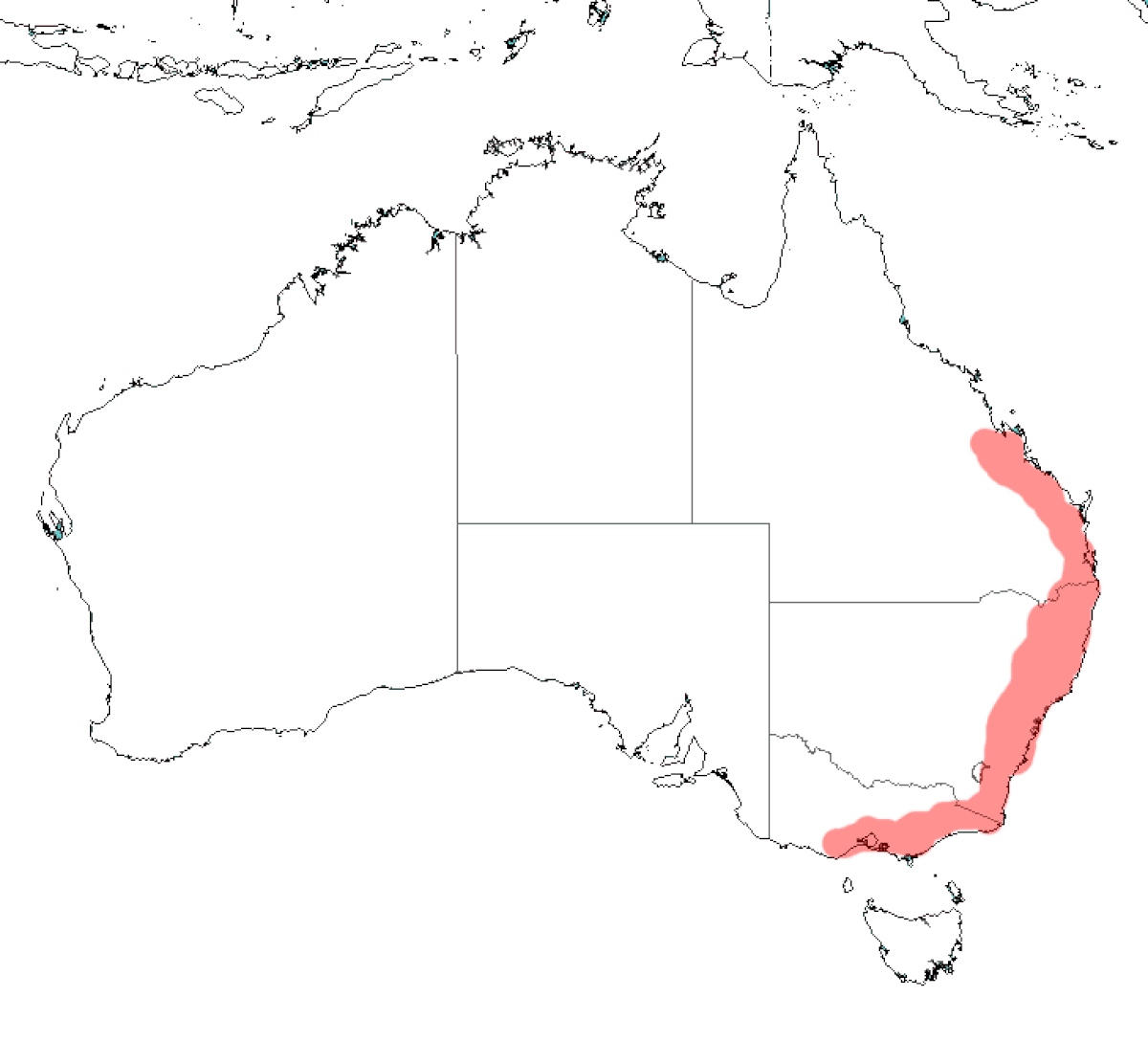 P.poliocephalus.gif