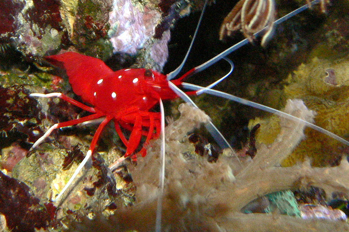 Hippolytidae