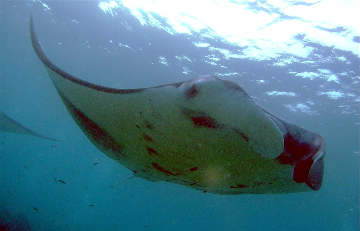 Manta (genre)