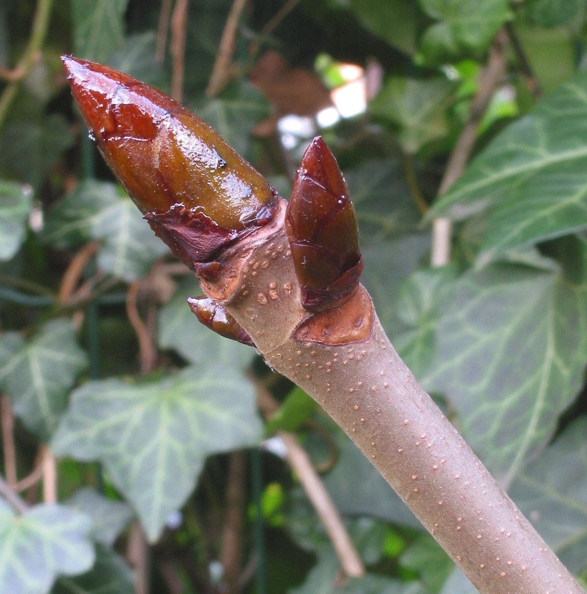 Bourgeons d'Aesculus hippocastanum