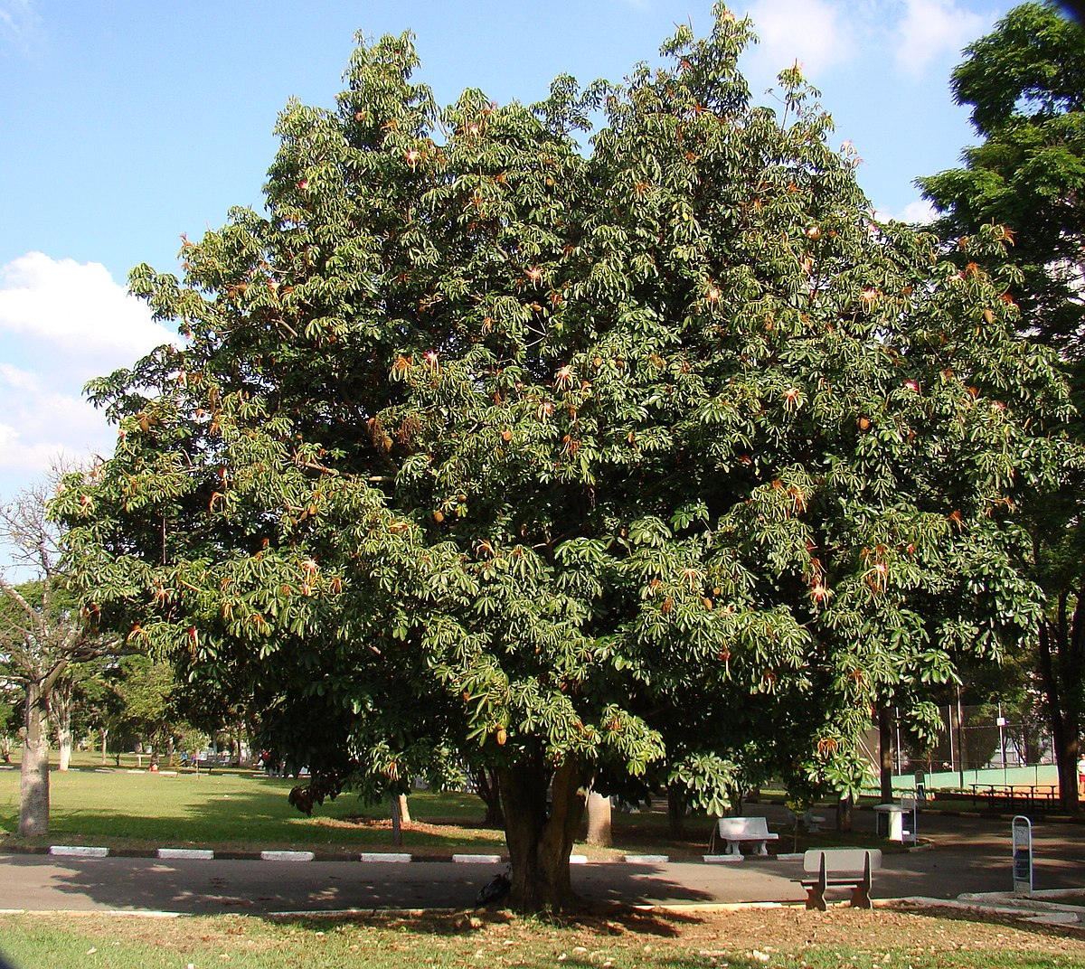 Pachira aquatica