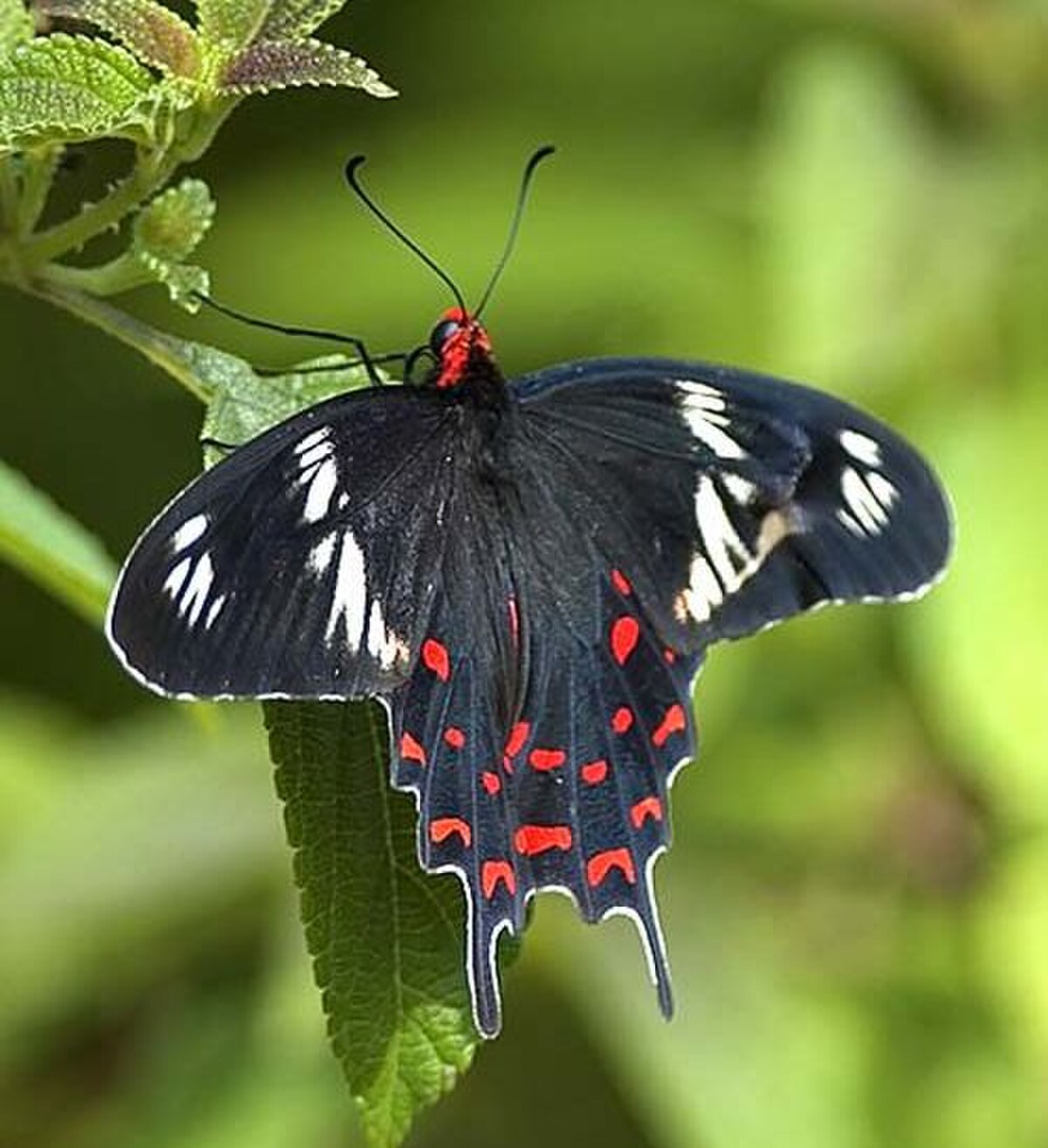 Atrophaneura