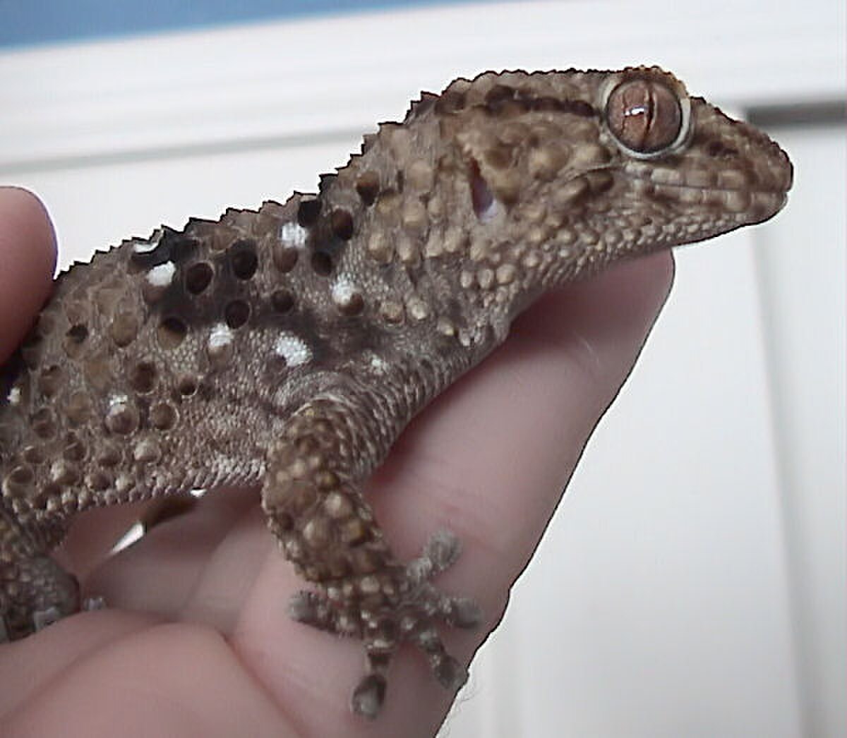 Pachydactylus bibronii