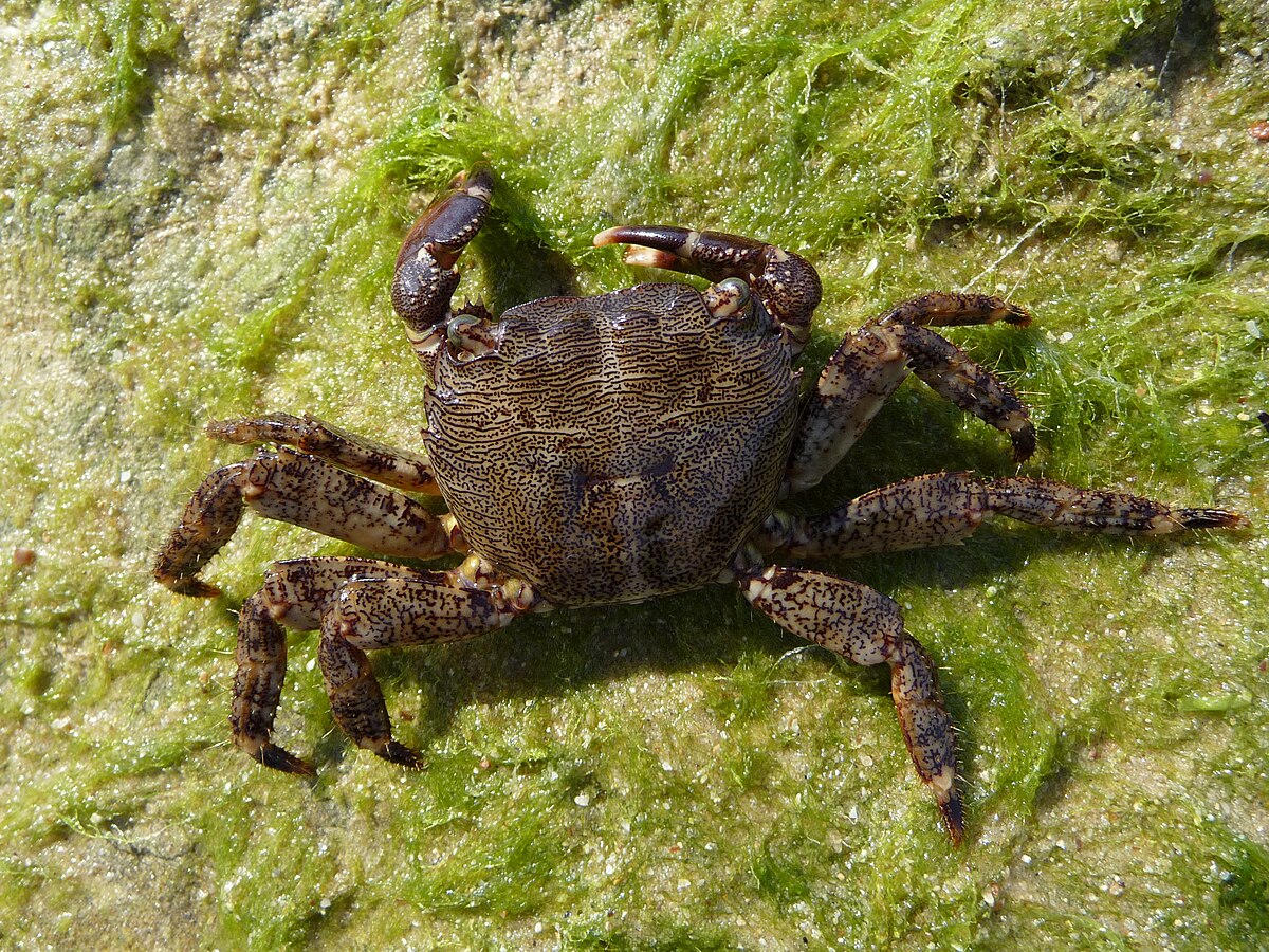 Grapsidae