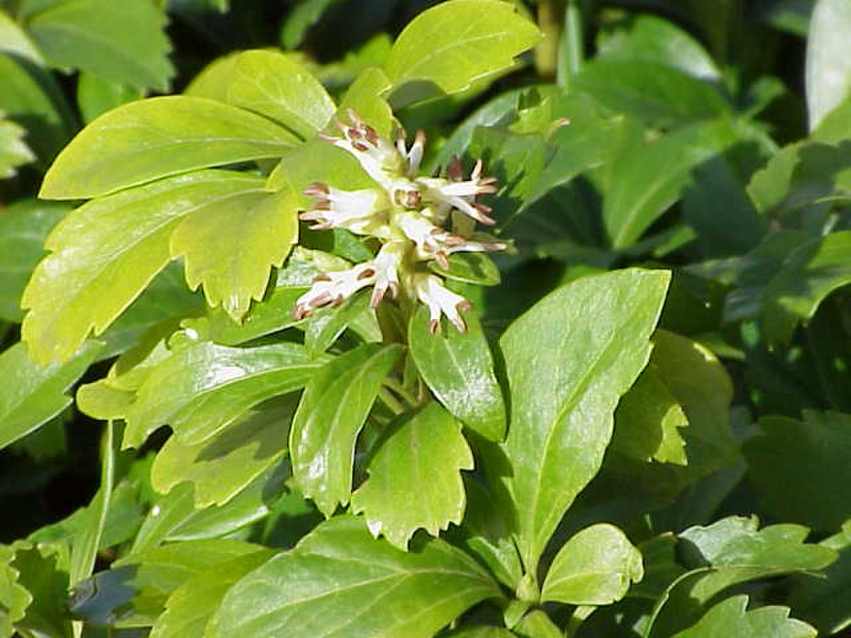 Buxaceae