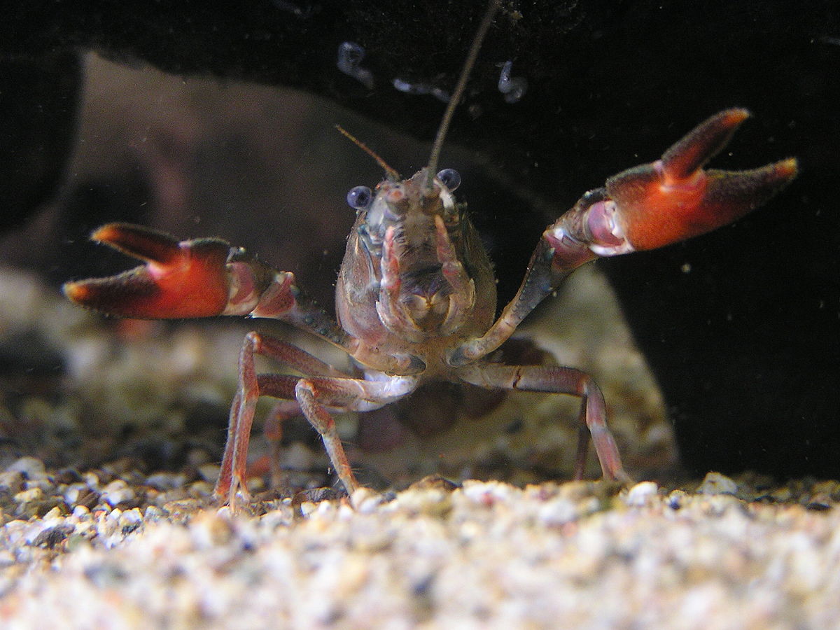 Astacidae