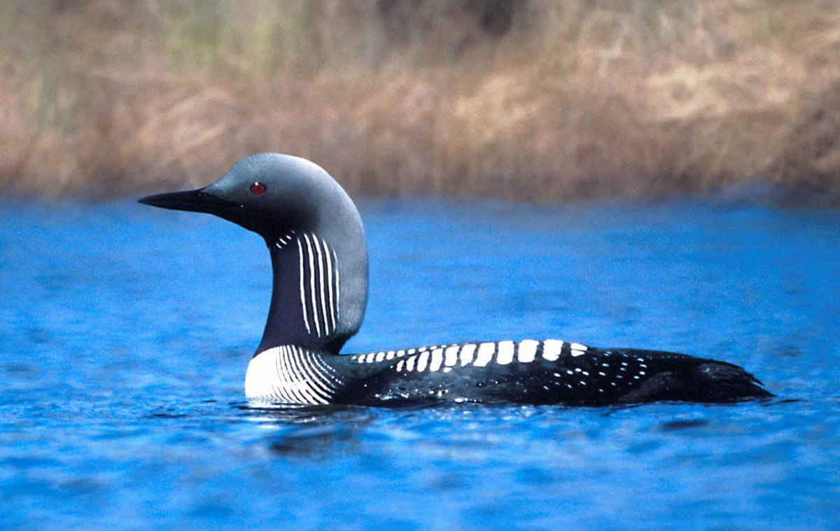 Plongeon du Pacifique