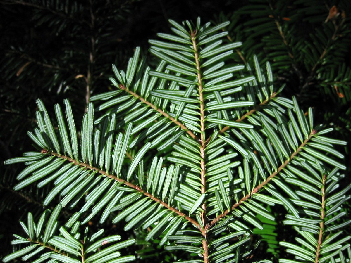 Sapin gracieux