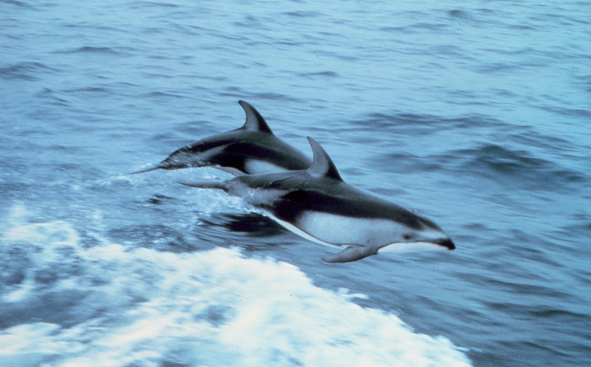 Lagenorhynchus obliquidens