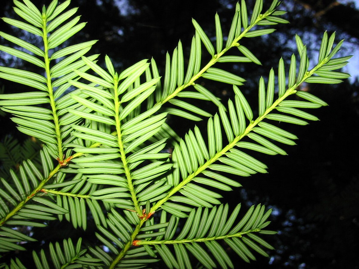 PacificYew 7684.jpg