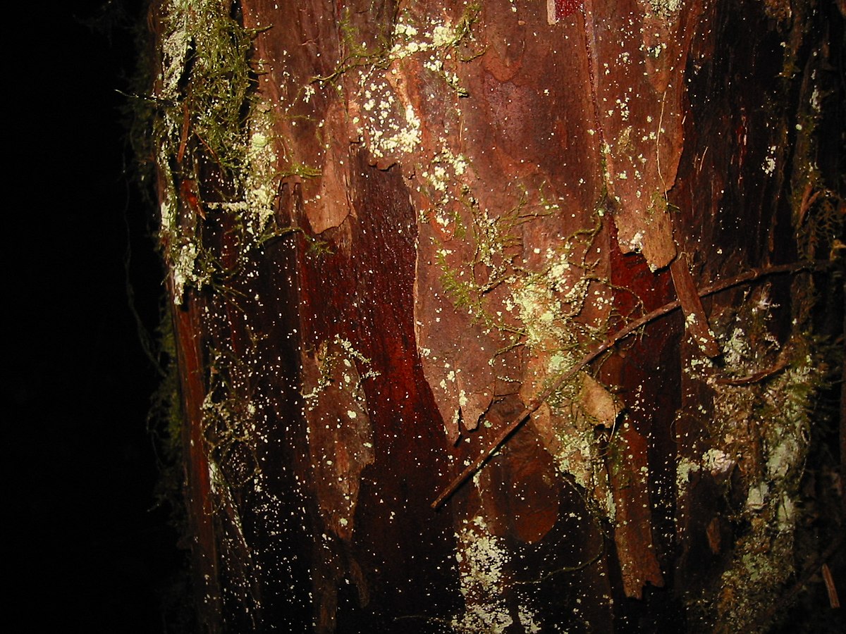 PacificYew 8566.jpg