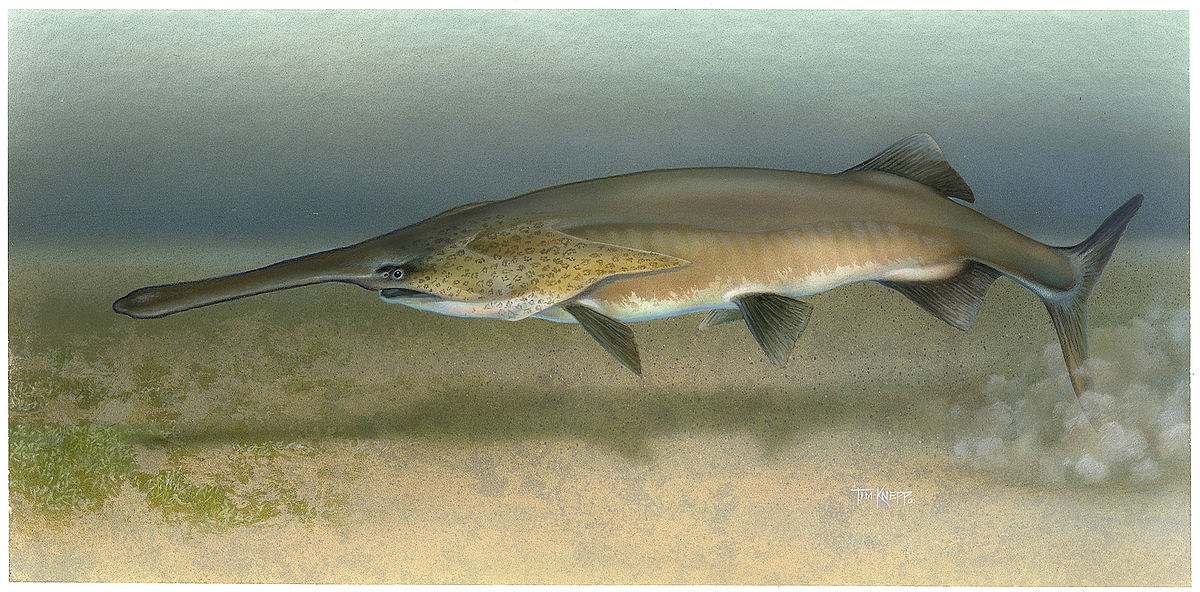 Polyodontidae