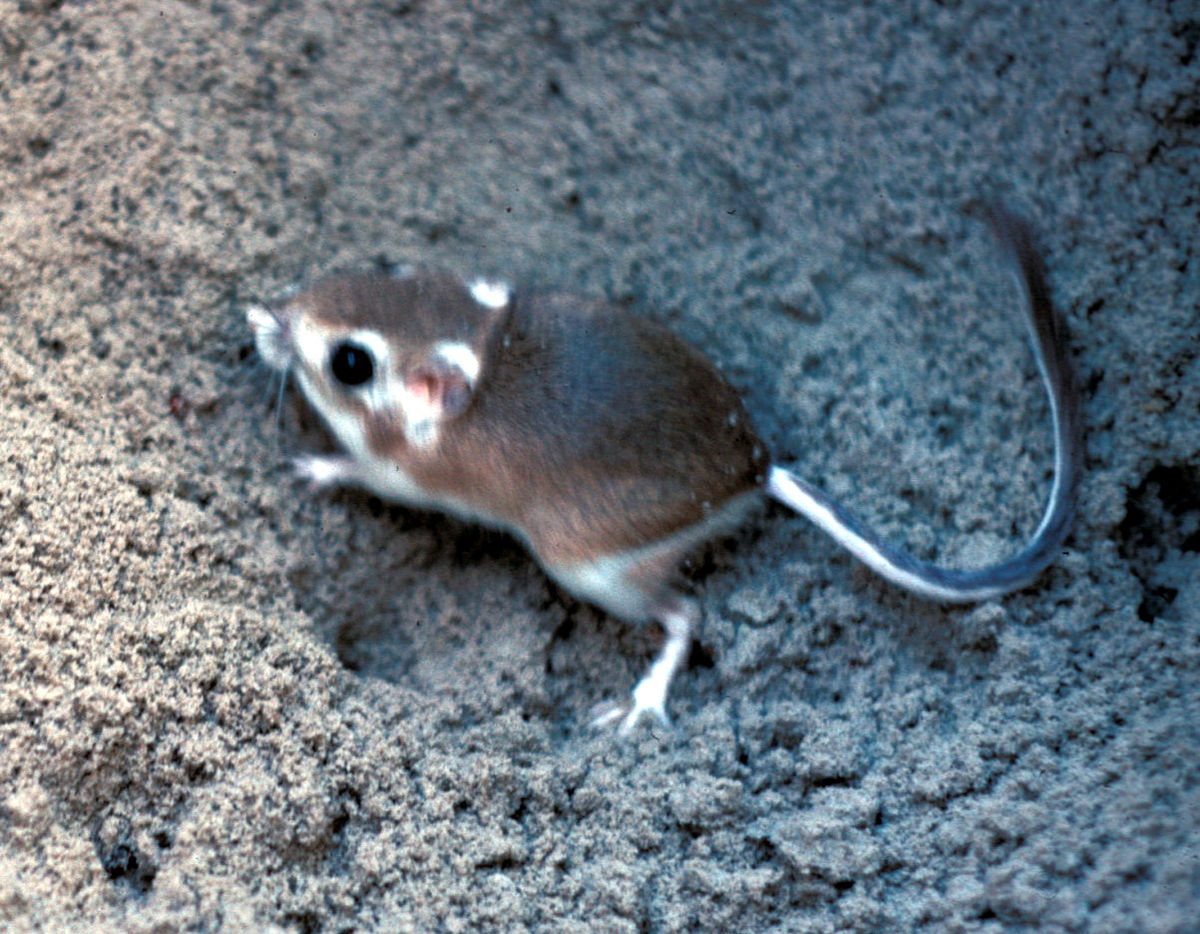 Dipodomys compactus