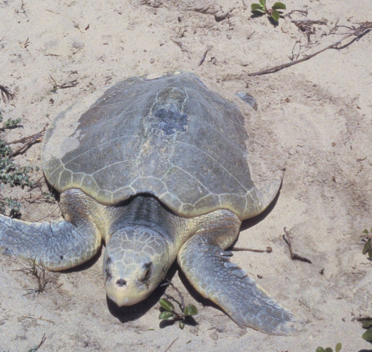 Tortue de Kemp