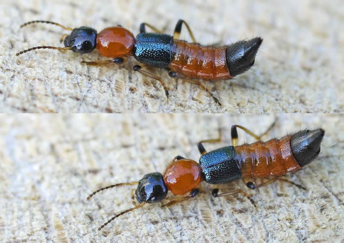 Staphylinidae
