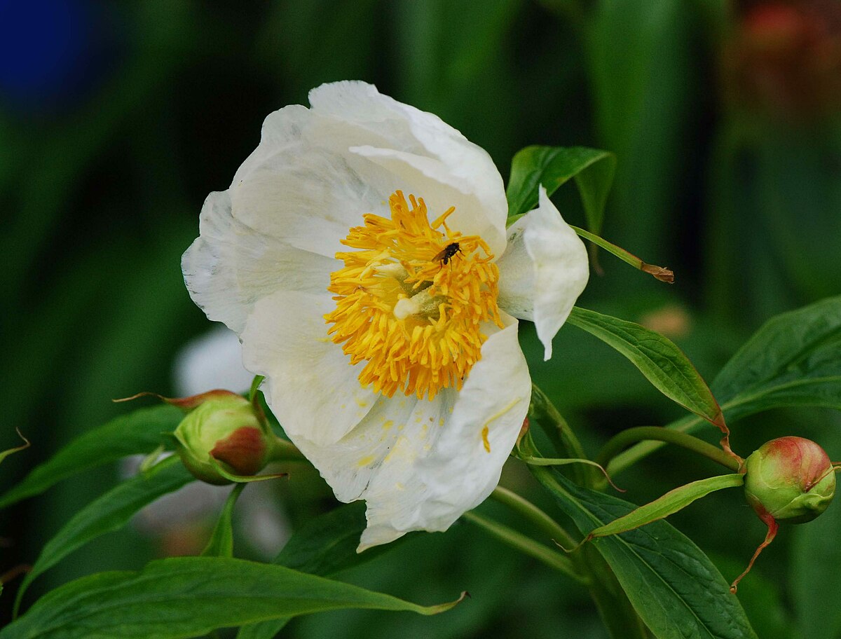 Paeonia emodi