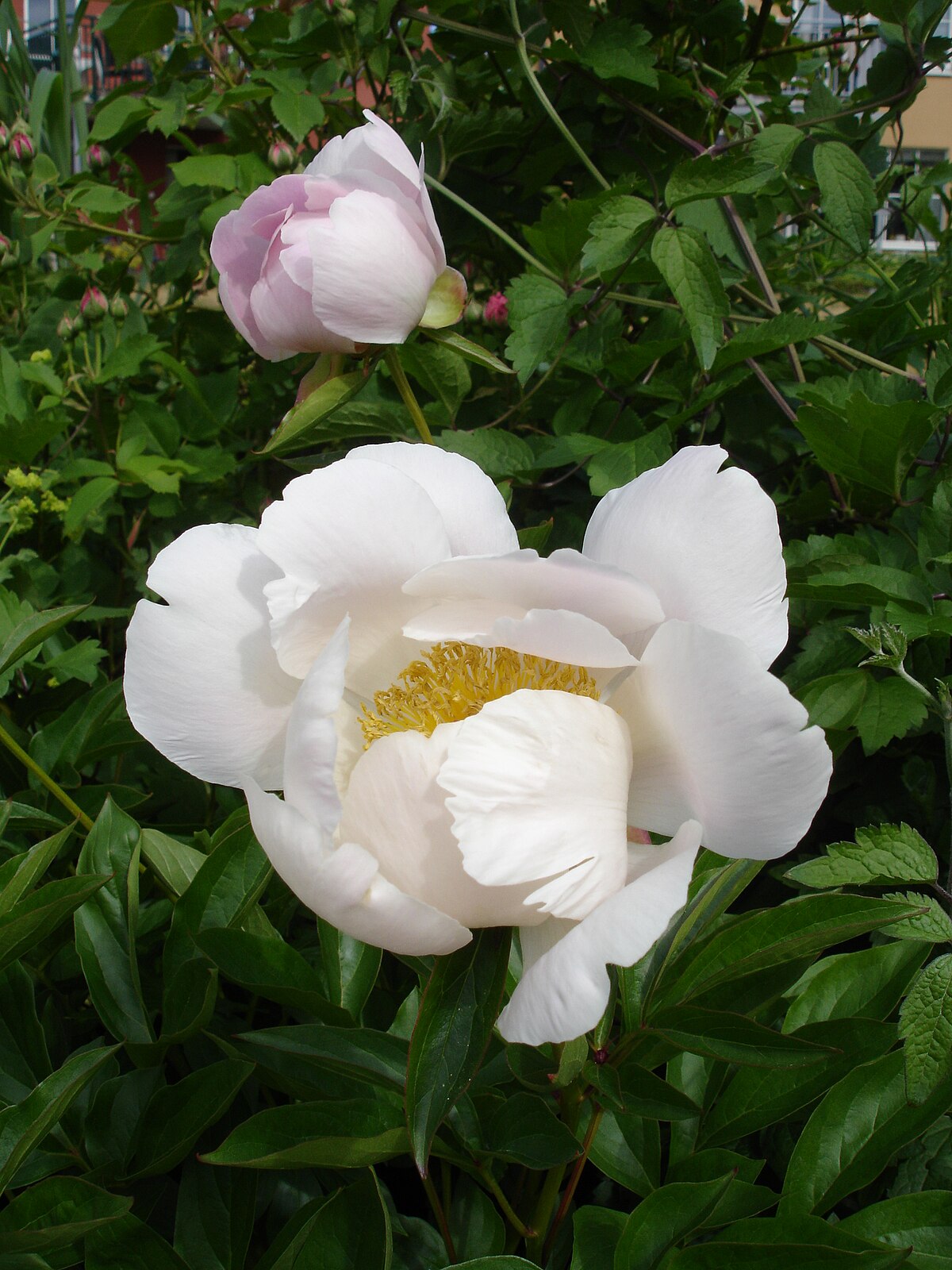 Pivoine de Chine