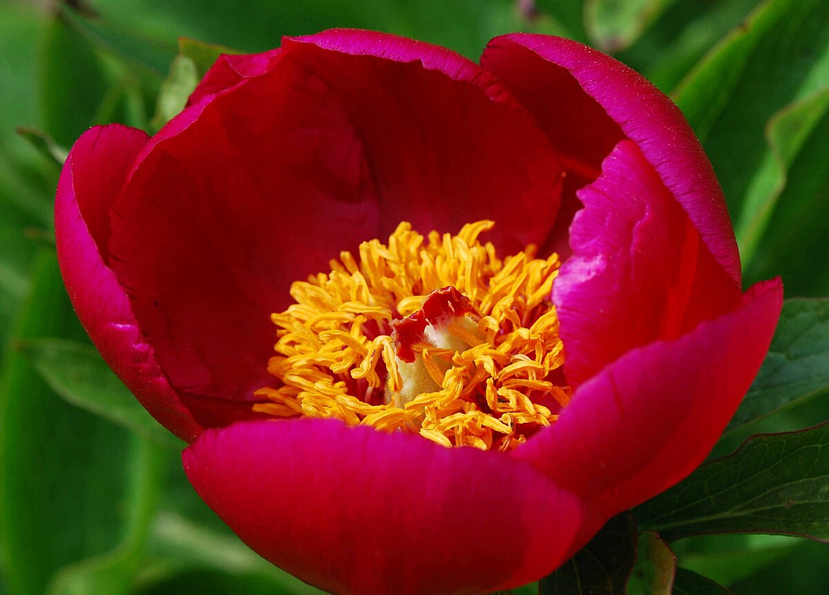 Paeonia officinalis